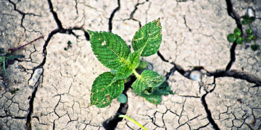 Lancet Countdown 2024 su clima e cambiamenti climatici: un caldo senza precedenti richiede azioni senza precedenti